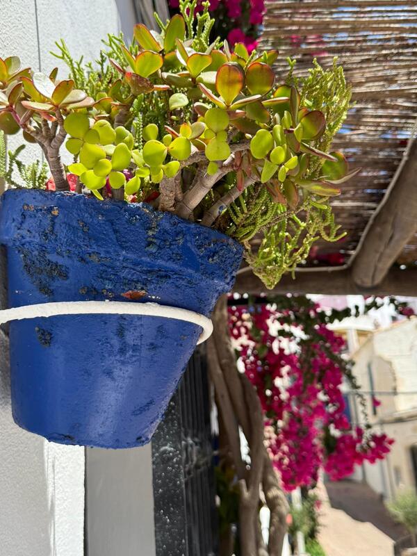 Foto con plantas